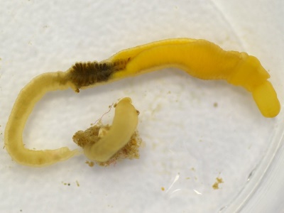 hemichordata balanoglossus